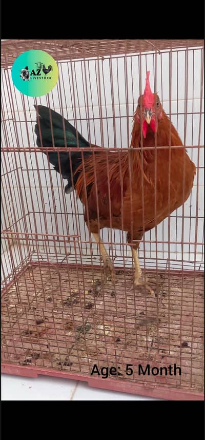 Golden Misri & Farmi