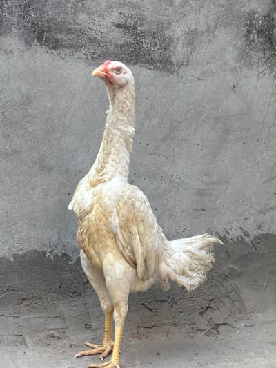 Pure white shamo female