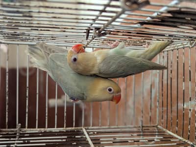 PARBLUE OPLINE PALEFALLOW