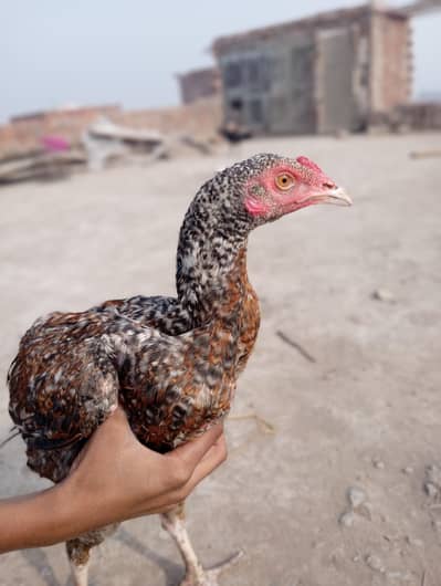 bohat hi acha aseel hai