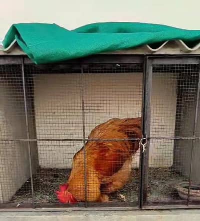 Golden Buff Male for sale