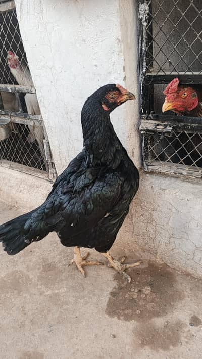 Aseel breeder madi for sale