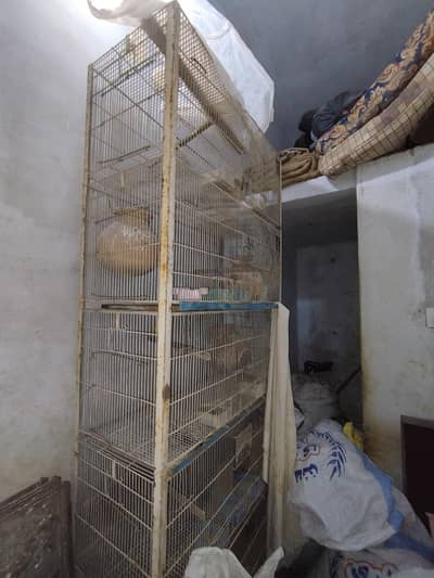 bird cage's