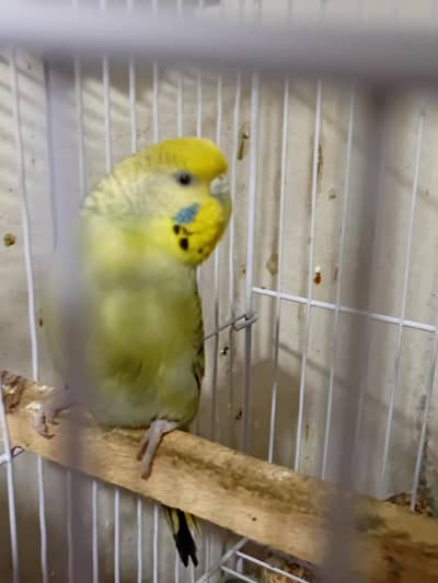 Australian Parrots split back face confrm breeding pair