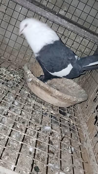 karbalai pigeons for sal  nd mukhi mali nd extra karbalai male