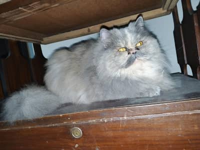 pure persain extreme punch face