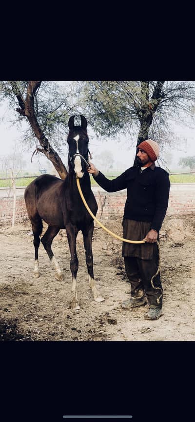 Mushka /wachera/14.5 month