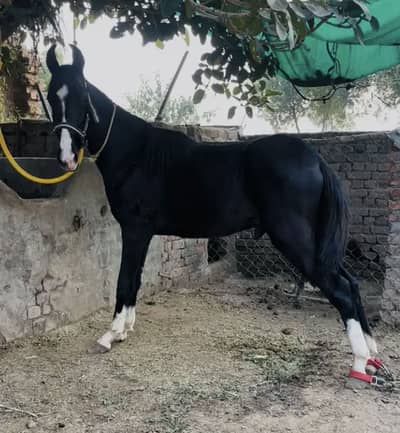 Mushka /wachera/14.5 month