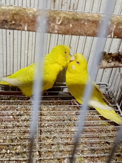 latino Australian Parrots king size healthy active confrm breeding P
