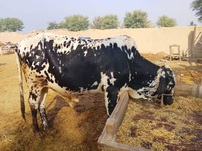 Qurbani Animal