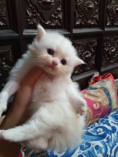 High quality Pure Persian kitten For Sale