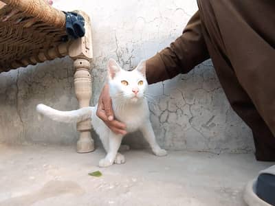 Turkish Angora Yellow eyes