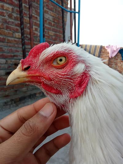 HEERA male+ cheeni female