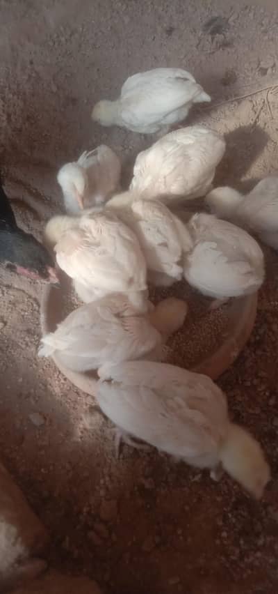 Heera Paper White Chicks