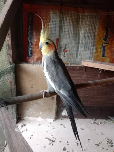 greey cockatiel mel for bariding