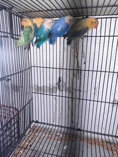 lovebird for sale