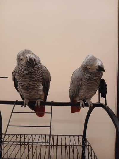 African grey