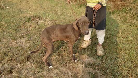 pointer Female