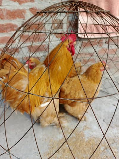 murgian Andy dy rhi han breader set for sale