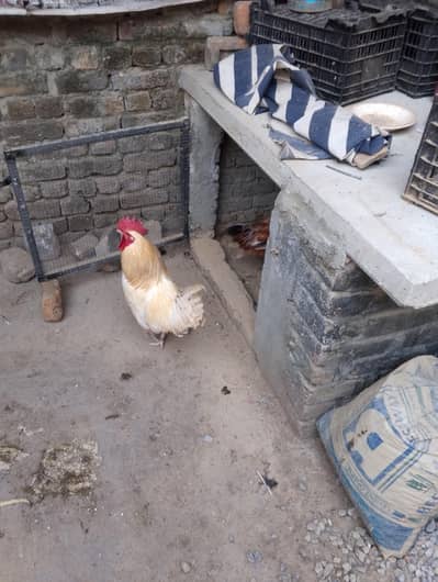 line wali hi rabta Karen