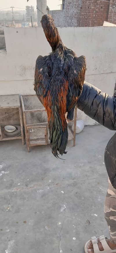 Thai panus for breed