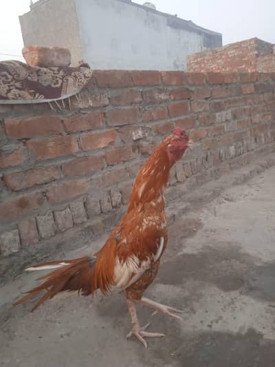 seal pattha munasib rate