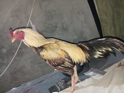 bhighiara aseel for sale serious person contact me