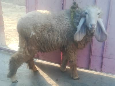 sheep full healthy and active urgent sale