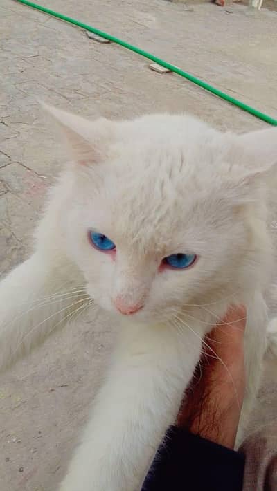 Persian Cat Male 3ripal cot blue eyes  HandTaind Playing