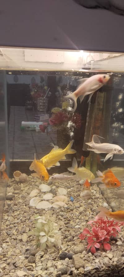 Good and Healthy fishes