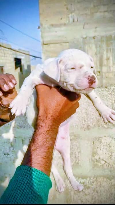 amrican pitbull terrier puppies