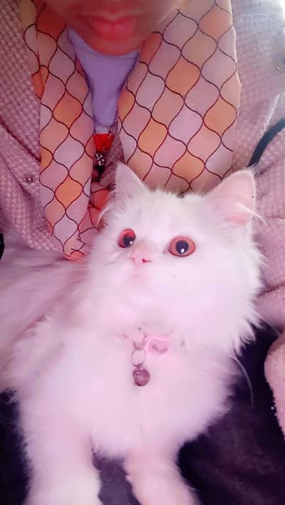 Persian playfull cat for sale