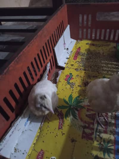 a healthy pair of batair