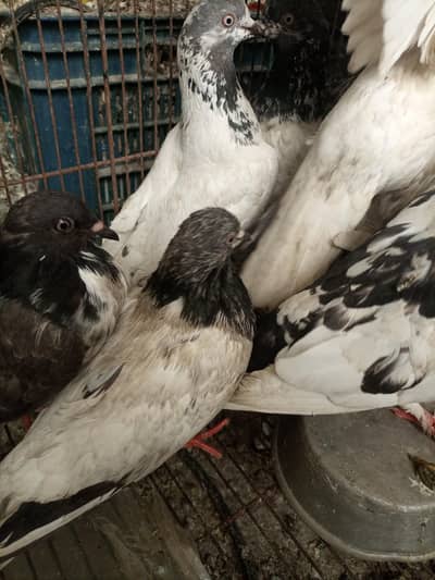 Piggies for sale price per pease