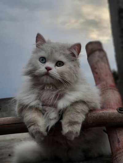 2kittens and 1 odd eyes  male  persion triple coated