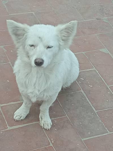 Russian breeder female dog