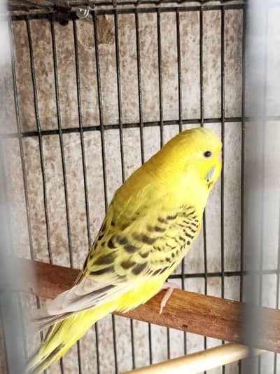 quality budgies, finches java cocktail