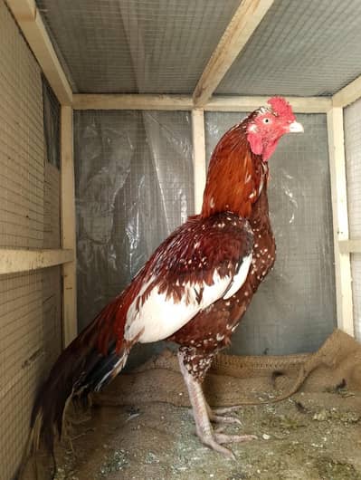 High Quality Aseel Murga