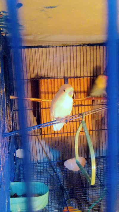 love birds per piece 1300