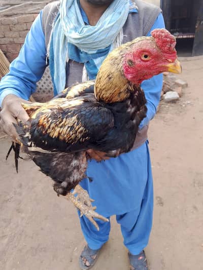 18 month age ha  koread ma ha