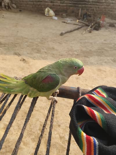 very beautiful Talking Bird zero byte