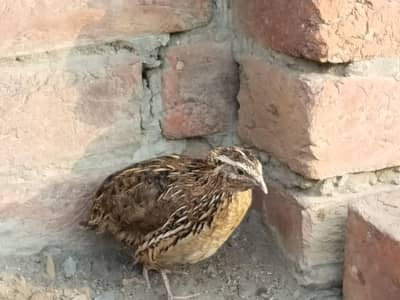 Pakistani batair 8 months