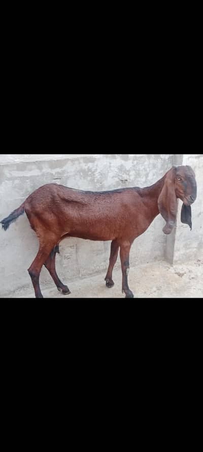 Nagri betal goat 4 dant 2 month cross