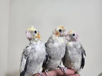 Cocktail Chicks handtamed