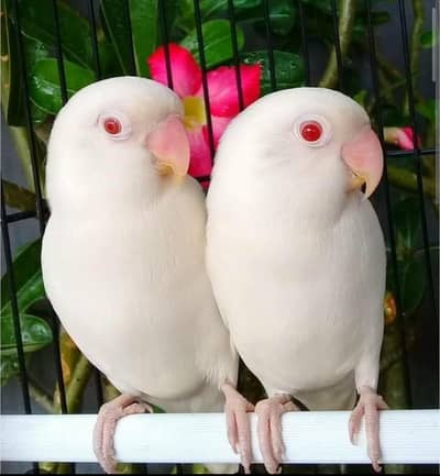 lovebird breeder pair
