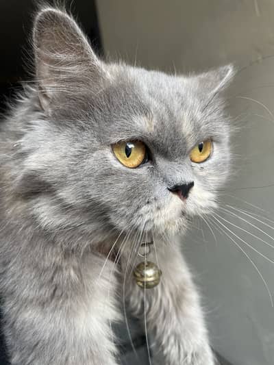Triple coated punch face persian cat