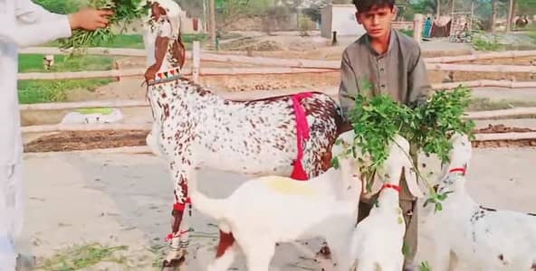 Makkah chini Bakri For Sale _ 03225280183