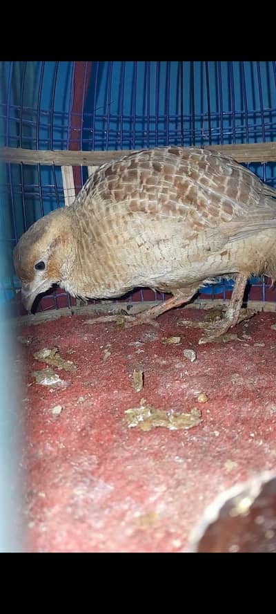 Irani pathi For Sale