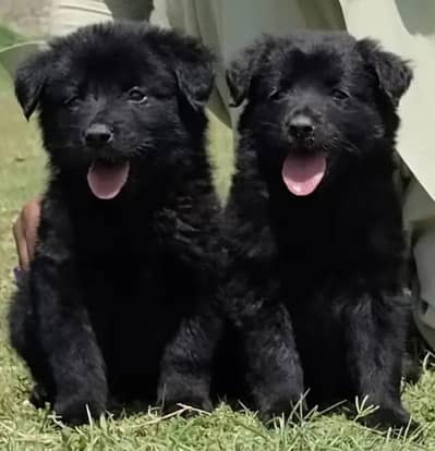 German shepherd | Puppy | GSD | Dog for sale | Long coat Puppy