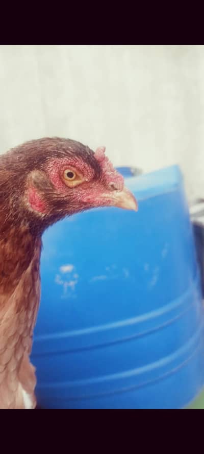 Aseel madi for sale urgent in reasonable price